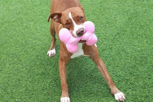 Photo of Vinny, adoptable American Staffordshire Terrier in Ft Lauderdale, Florida