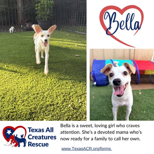 Photo of Bella, adoptable Rat Terrier in Lillian, Texas