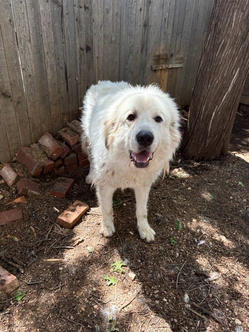 Photo of Apollo, adoptable Great Pyrenees in Grafton, Wisconsin
