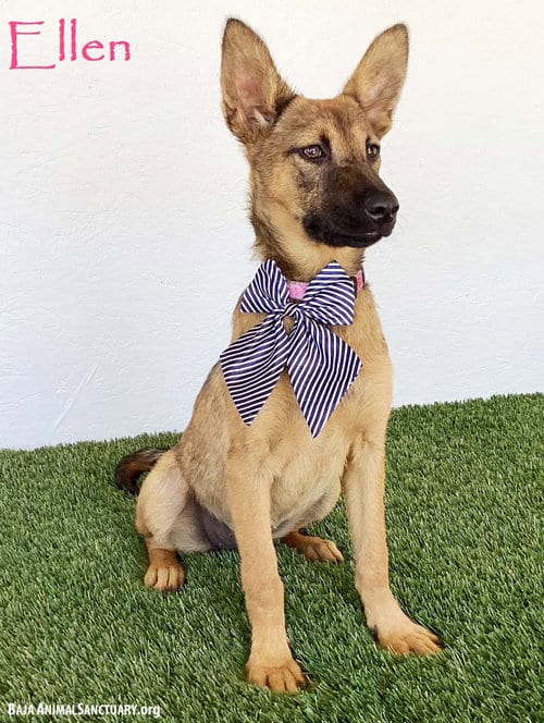 Photo of Ellen, adoptable German Shepherd Dog in San Diego, California