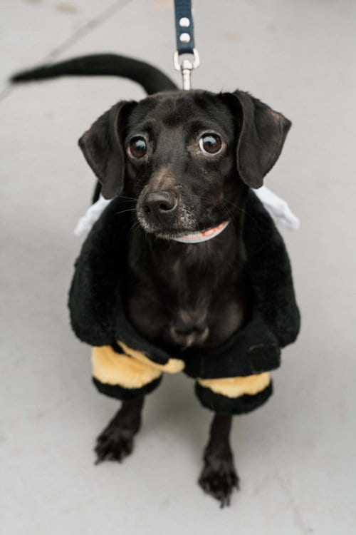 Photo of Bella, adoptable Chihuahua in Visalia, California