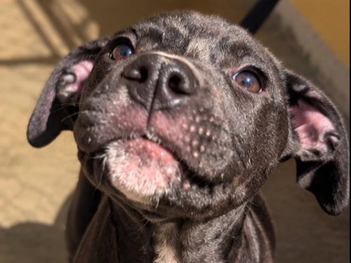 Photo of Wrangler, adoptable Australian Cattle Dog/Blue Heeler in Redwood City, California