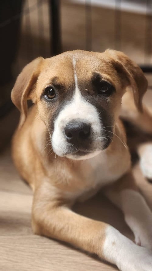 Photo of Xena, adoptable Anatolian Shepherd in Sunnyvale, California