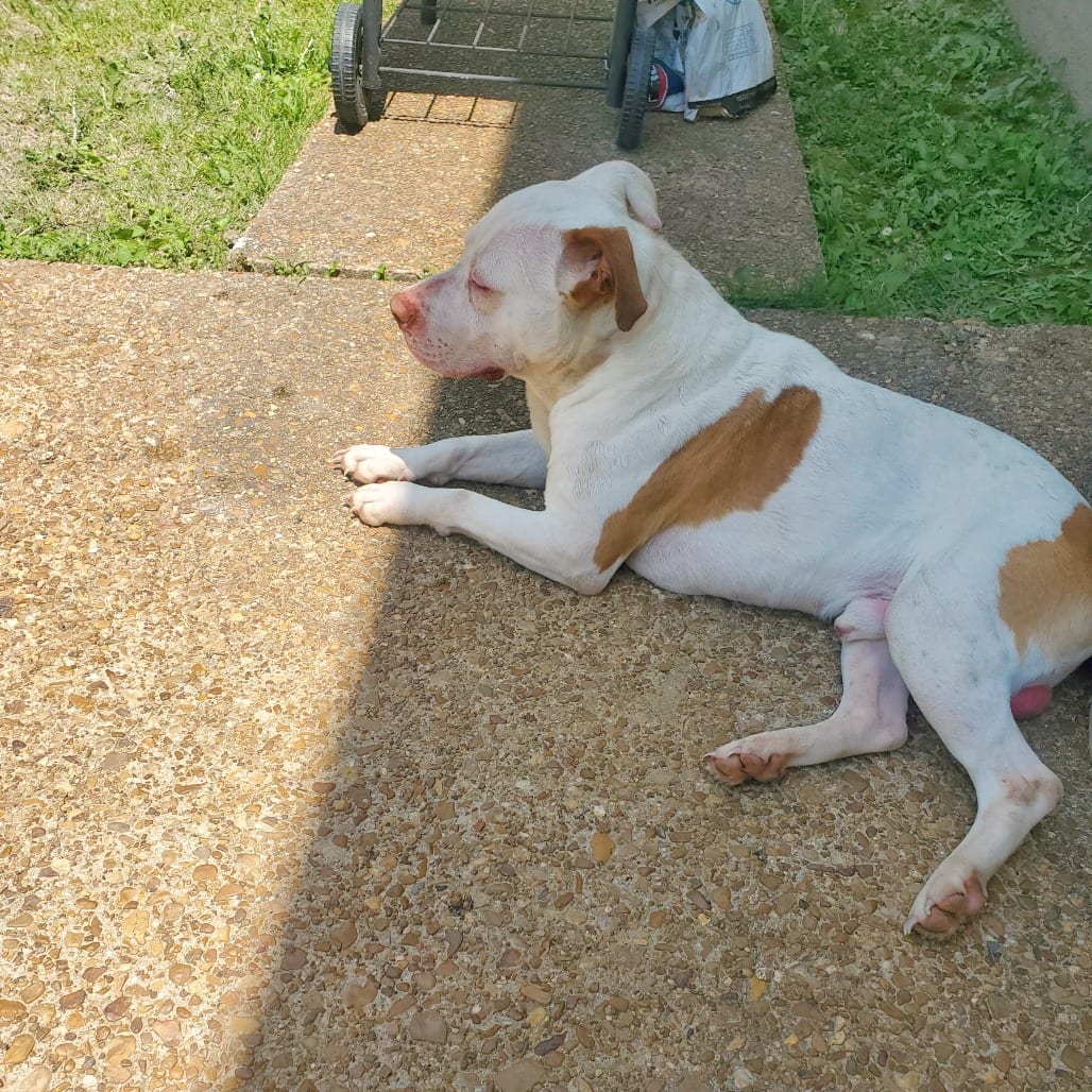 Photo of Bo, adoptable Mixed Breed (Medium)