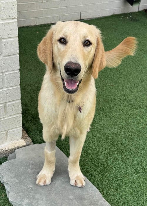 Photo of Riff, adoptable Golden Retriever in Fort Worth, Texas