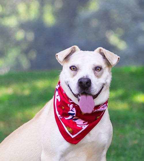 Photo of Iris, adoptable Labrador Retriever in Unionville, Pennsylvania