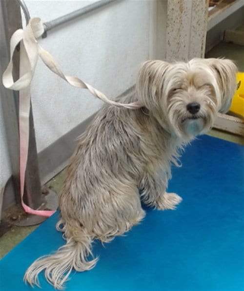 Photo of Gaston, adoptable Yorkshire Terrier Yorkie in San Bernardino, California