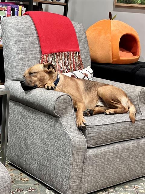 Photo of Whiskey, adoptable American Pit Bull Terrier in Charlotte, North Carolina