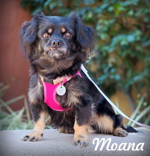 Photo of Moana, adoptable Cavalier King Charles Spaniel in Chino Hills, California