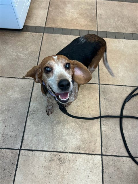 Photo of Wanda, adoptable Beagle in Statesville, North Carolina