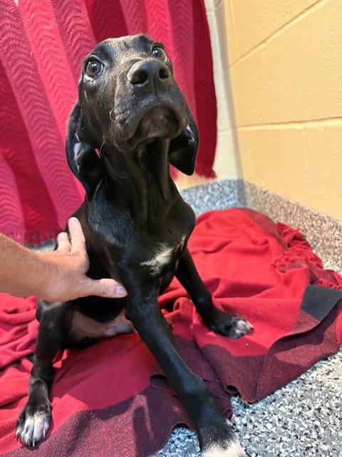 Photo of Dexter, adoptable Labrador Retriever in Boston, Massachusetts