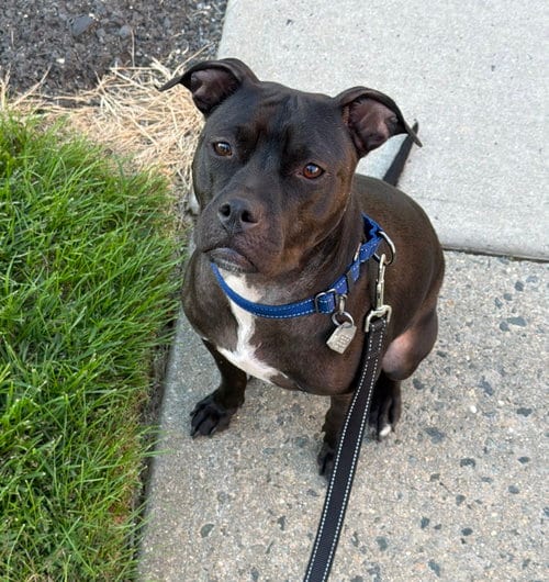 Photo of Rosalyn nka Betty, adoptable American Staffordshire Terrier in Oakhurst, New Jersey