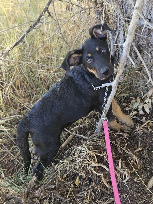 Photo of Tortellini, adoptable German Shepherd Dog in Monte Vista, Colorado