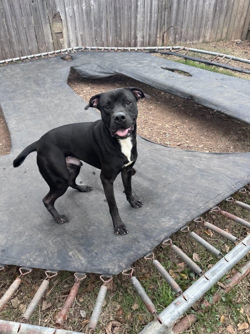 Photo of Midnight, adoptable Black Labrador Retriever in Jackson, Mississippi