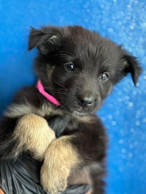 Photo of A256620, adoptable Cairn Terrier in Visalia, California