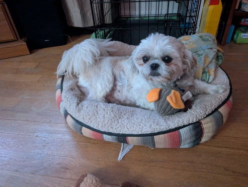 Photo of Jovie-ARR, adoptable Shih Tzu in Pataskala, Ohio