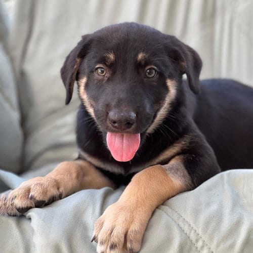 Photo of Napoleon Dynamite Pup - Lyle, adoptable Labrador Retriever in San Diego, California