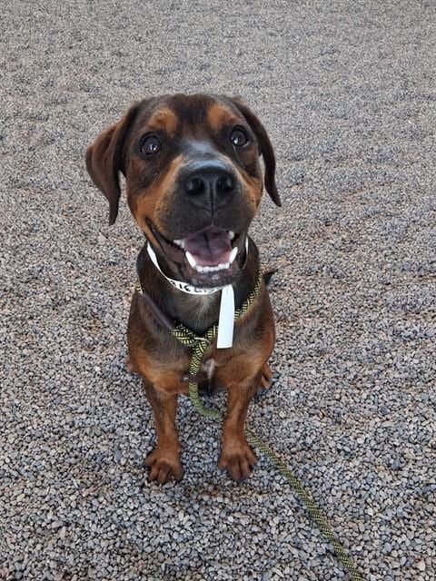 Photo of Jimmy John, adoptable Rottweiler in Mesa, Arizona