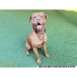 Photo of Meatloaf, adoptable Mixed Breed (Medium) in West Palm Beach, Florida