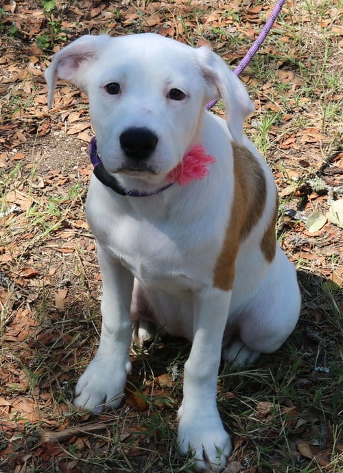 Photo of Pocket, adoptable Argentinian Mastiff in Bandera, Texas