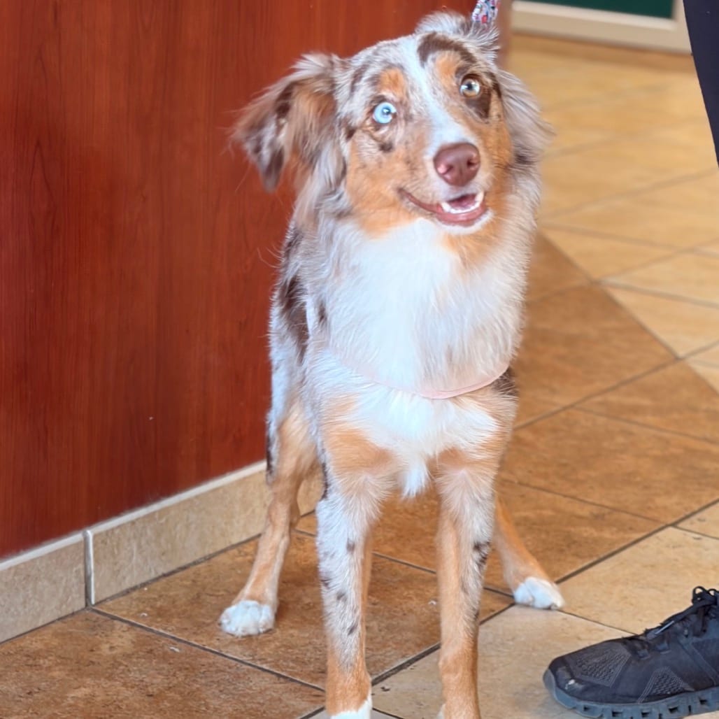 Photo of Stella, adoptable Shepherd, Australian in Columbus, Georgia