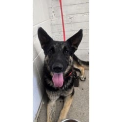 Photo of Artie, adoptable German Shepherd Dog in San Bernardino, California