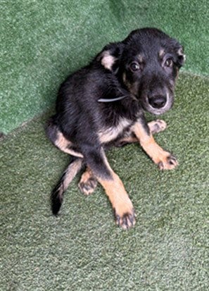 Photo of Marley, adoptable Siberian Husky in Lancaster, California