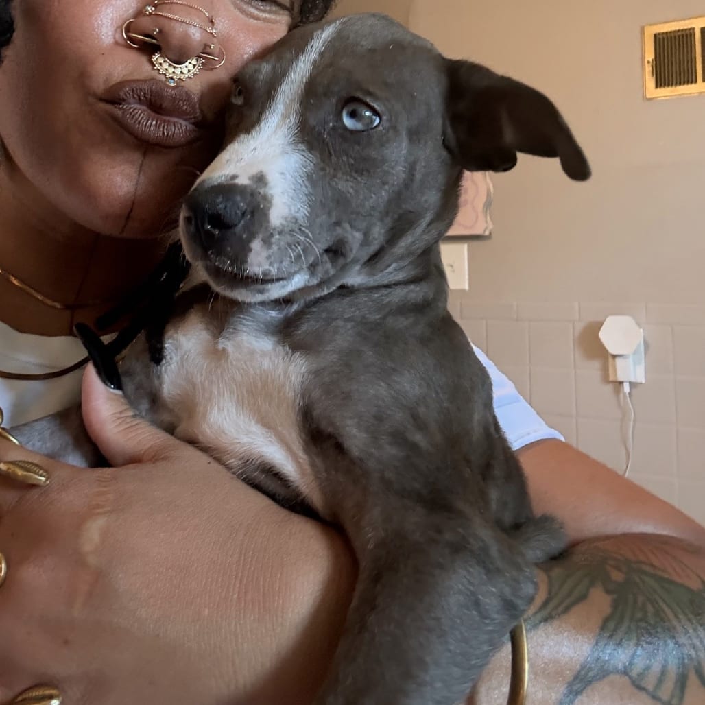 Photo of Addy Rawl (Wedgewood Pup), adoptable Mixed Breed (Medium) in St. Louis, Missouri