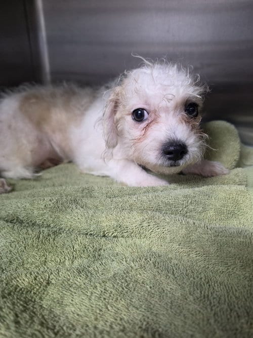 Photo of Hamilton, adoptable Shih Tzu in Pipe Creek, Texas