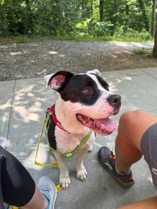 Photo of Ballad, adoptable dog in Chamblee, Georgia