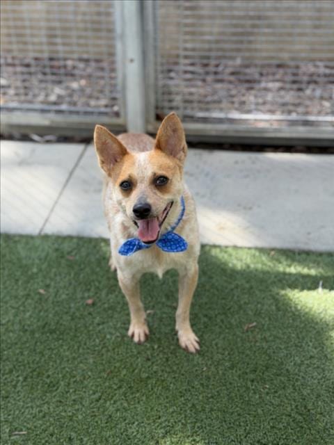 Photo of Wylie Copper, adoptable Australian Cattle Dog/Blue Heeler in San Pedro, California