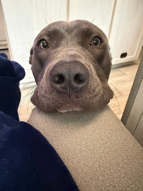 Photo of Allie (2026), adoptable Pit Bull Terrier in Wenonah, New Jersey