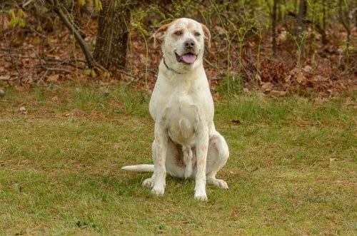 Photo of Teddy, adoptable Australian Cattle Dog/Blue Heeler in Brick, New Jersey