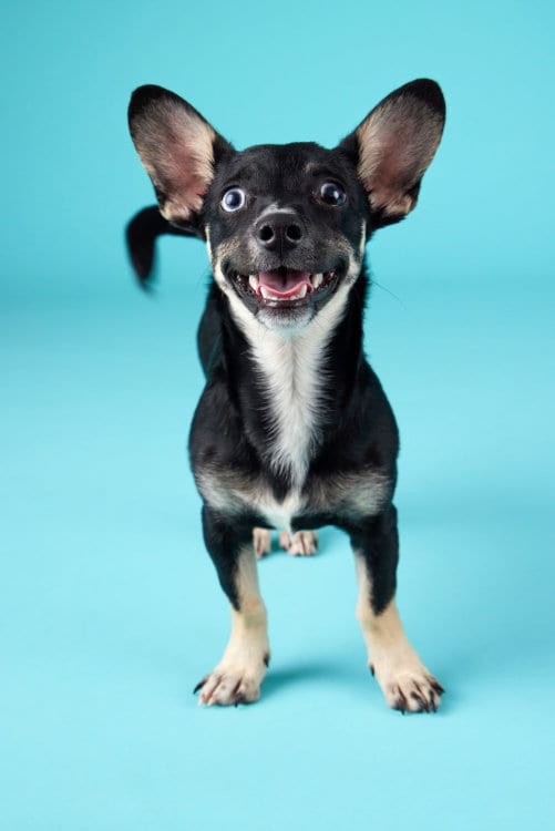 Photo of Matilda, adoptable Chihuahua in League City, Texas