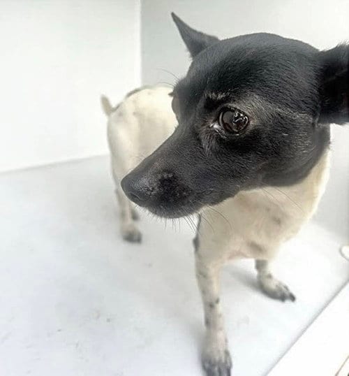 Photo of Legacy, adoptable Rat Terrier in Houston, Texas