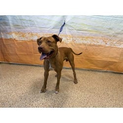 Photo of Brody, adoptable American Bulldog in Doral, Florida