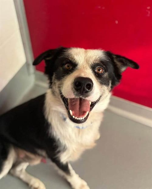 Photo of Jason, adoptable Border Collie in Visalia, California