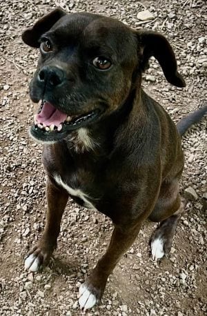 Photo of Angel, adoptable Terrier in Savannah, Missouri