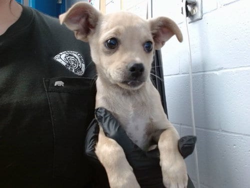 Photo of Nitro, adoptable Chihuahua in Albuquerque, New Mexico