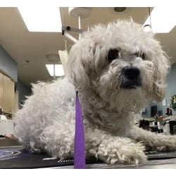 Photo of Cotton, adoptable Maltese in Jurupa Valley, California