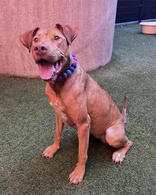 Photo of Catalina, adoptable Vizsla in San Francisco, California