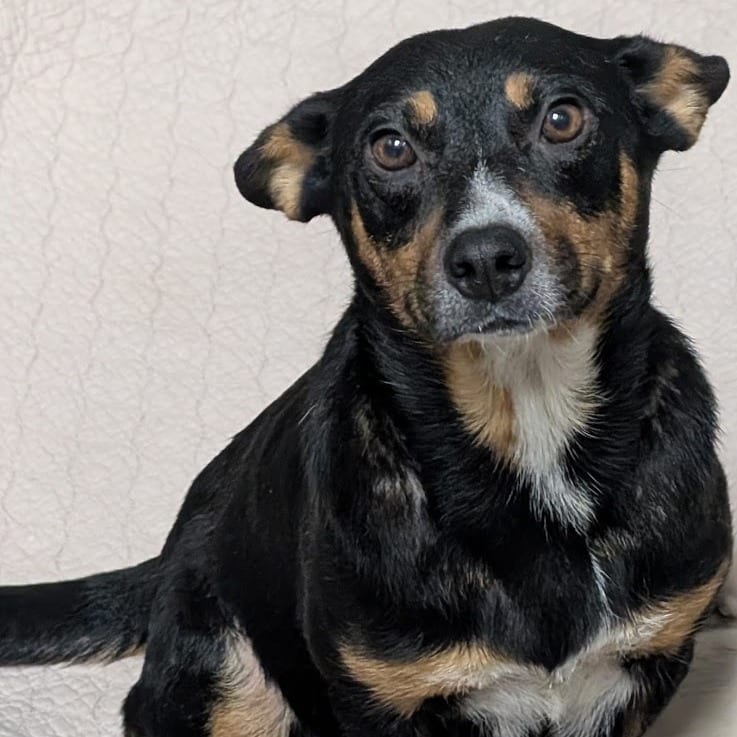 Photo of Milk Jug, adoptable Retriever, Labrador / Mixed Breed (Small) in North Charleston, South Carolina