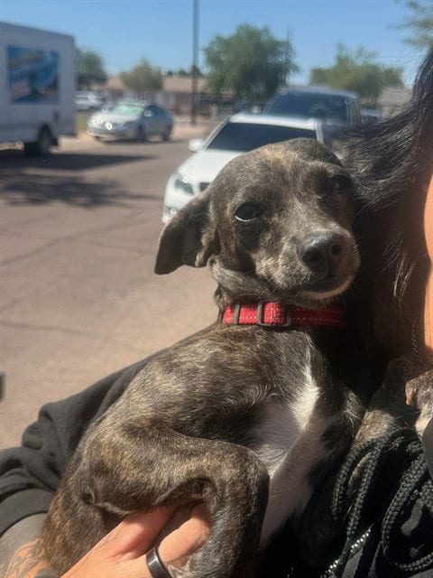 Photo of Abigail, adoptable Chihuahua in Mesa, Arizona