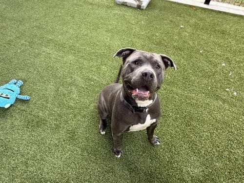 Photo of Cuddle Bear, adoptable Pit Bull Terrier in Garland, Texas
