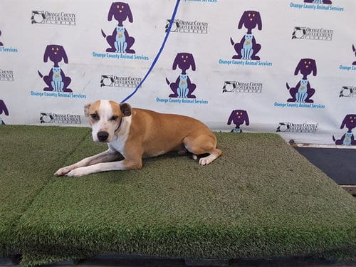 Photo of Zaen, adoptable Pit Bull Terrier in Orlando, Florida
