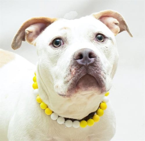 Photo of Honey, adoptable Terrier in Sanford, Florida