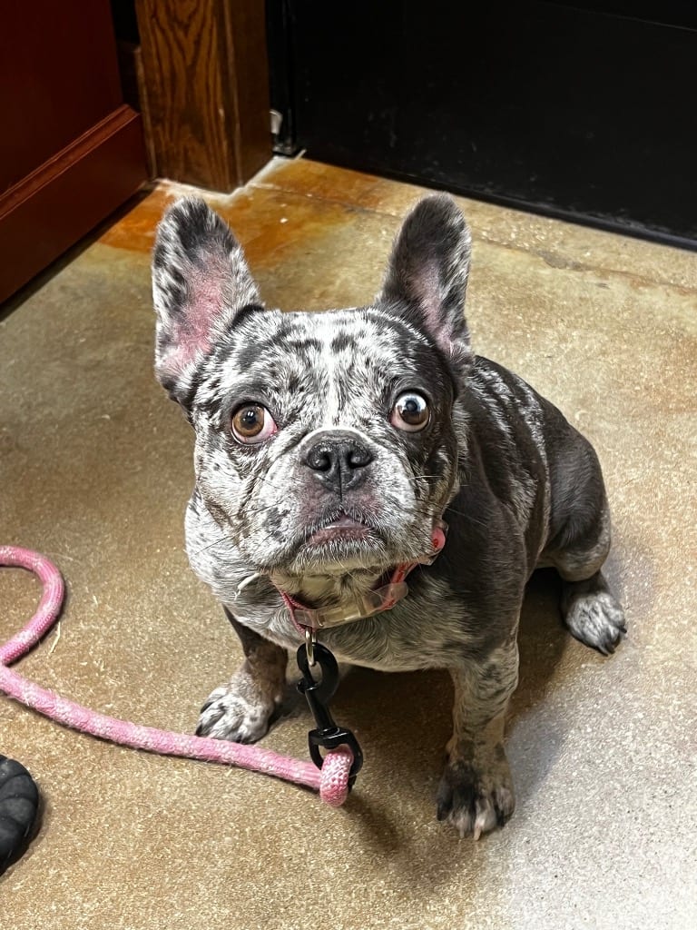 Photo of Clementine, adoptable French Bulldog in Douglasville, Georgia