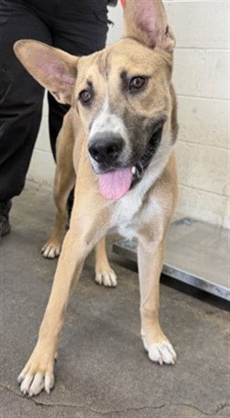 Photo of Berry, adoptable German Shepherd Dog in San Bernardino, California