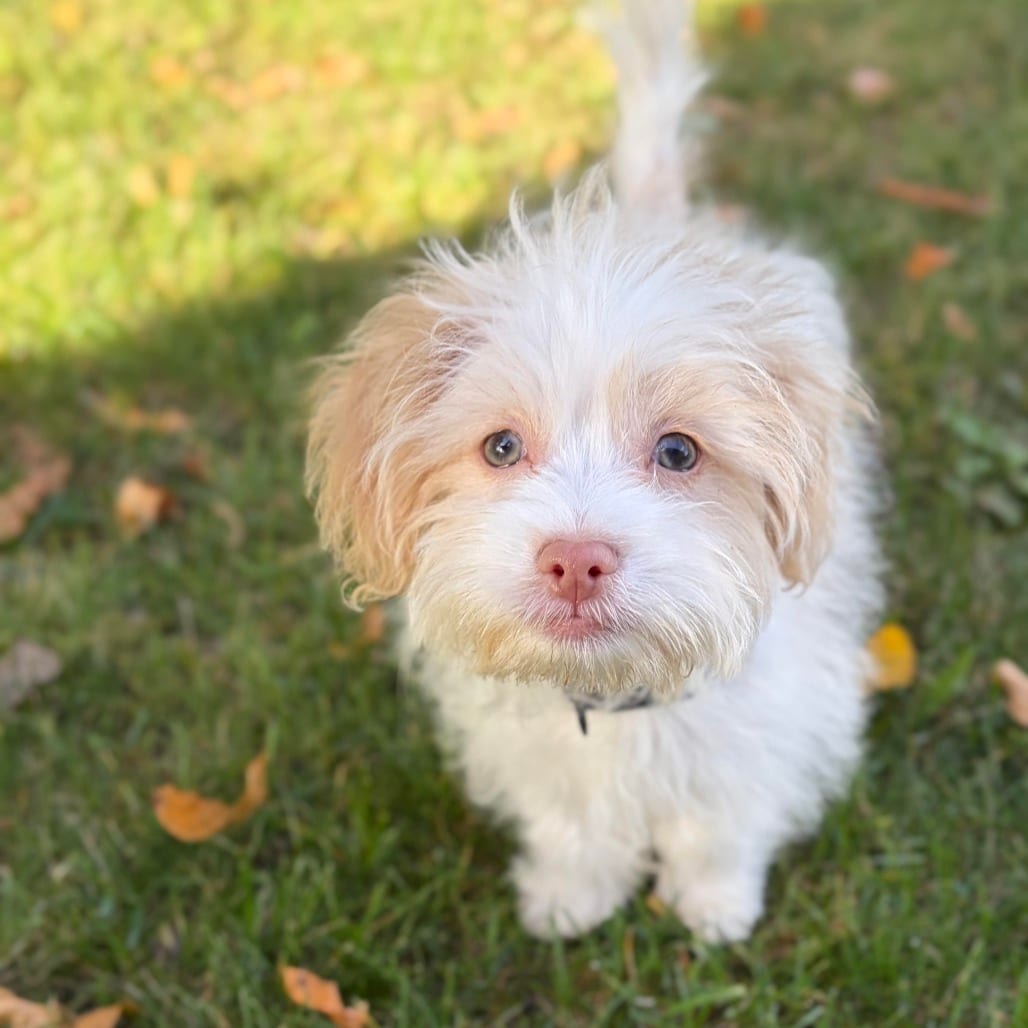 Photo of Mac, adoptable Mixed Breed (Small) in St. Cloud, Minnesota