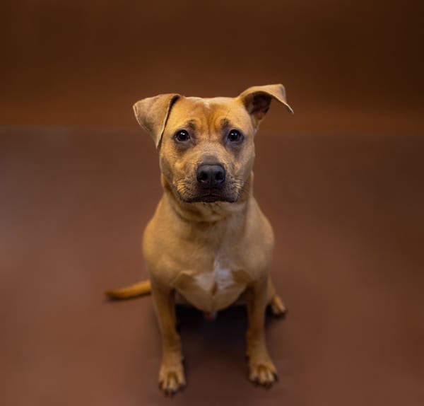 Photo of Irvin, adoptable American Pit Bull cross in Lawrenceville, Georgia